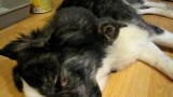 Kitties sleeping on puppy