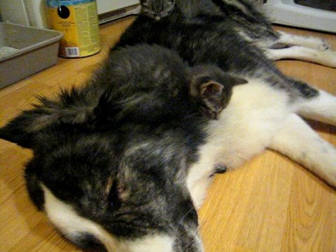 Kitties sleeping on puppy